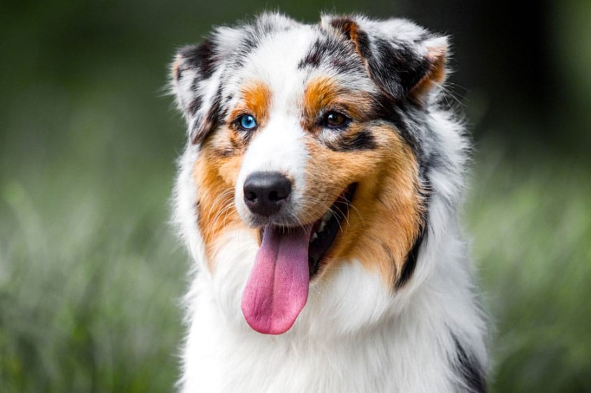 Paws of Fame: Exploring the World’s Most Popular Dog Breeds